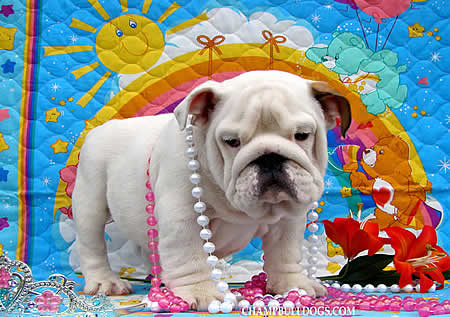English Bulldog puppies